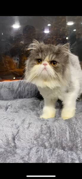 bicolour Persian peke face male kitten 1