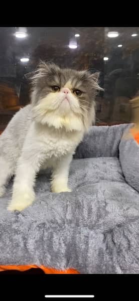 bicolour Persian peke face male kitten 2