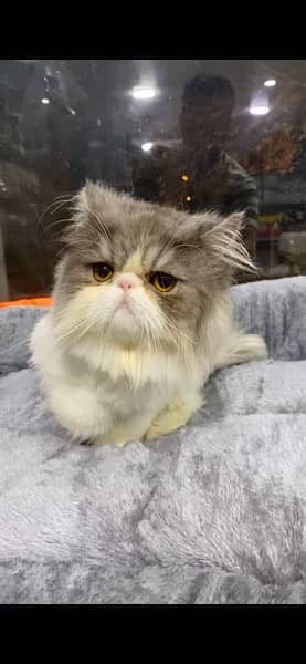 bicolour Persian peke face male kitten 3