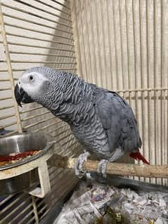 African grey male parrot African gray breeder tame talking tamed