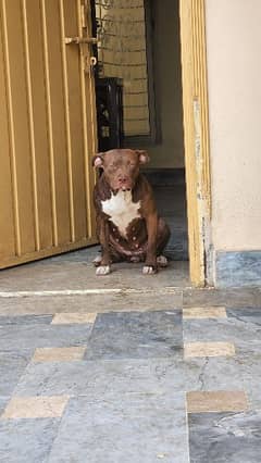 American pitbull young female available for sale 0