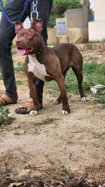 American pitbull young female available for sale 1