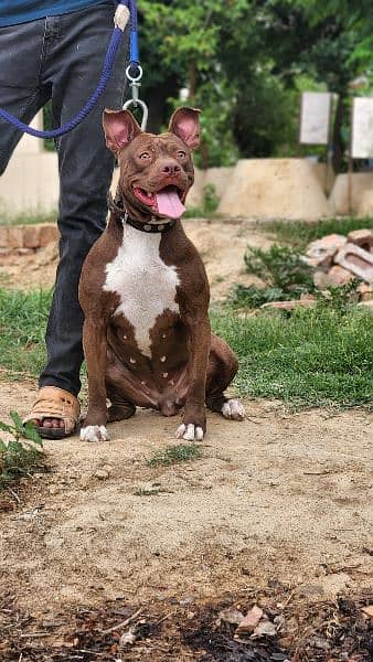 American pitbull young female available for sale 2