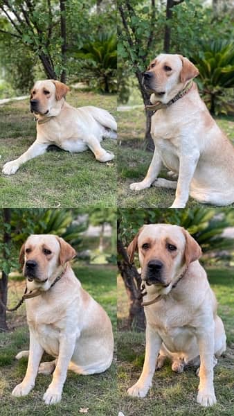 American Labrador Male 1