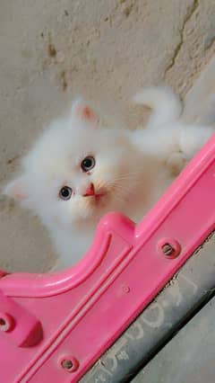 Kittens for sale cat for sale quality kittens long coart pink nose 