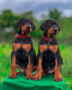 doberman puppies available looking for a new home