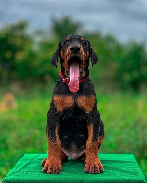 doberman puppies available looking for a new home 1