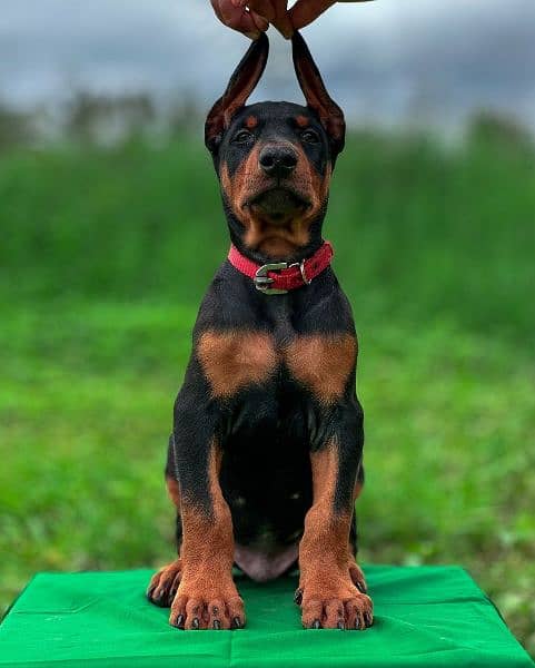 doberman puppies available looking for a new home 2