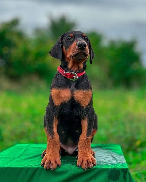 doberman puppies available looking for a new home 3