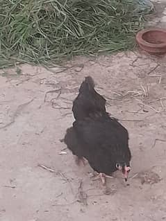 Black bantam