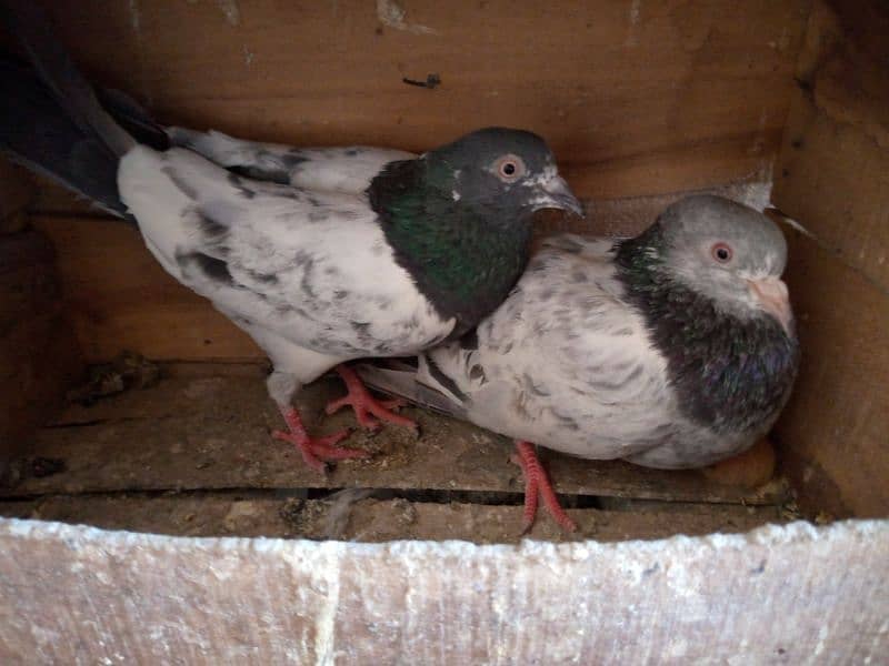 Famous pigeon's breeds 0