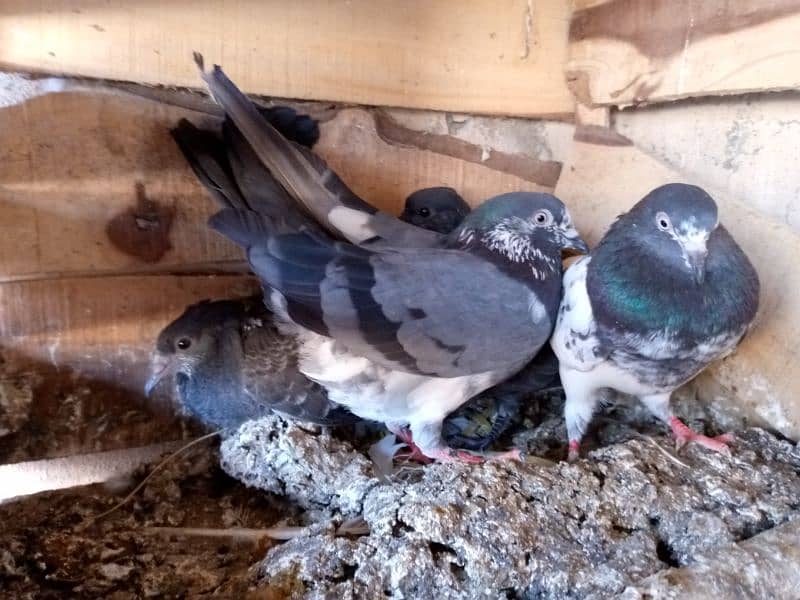 Famous pigeon's breeds 1