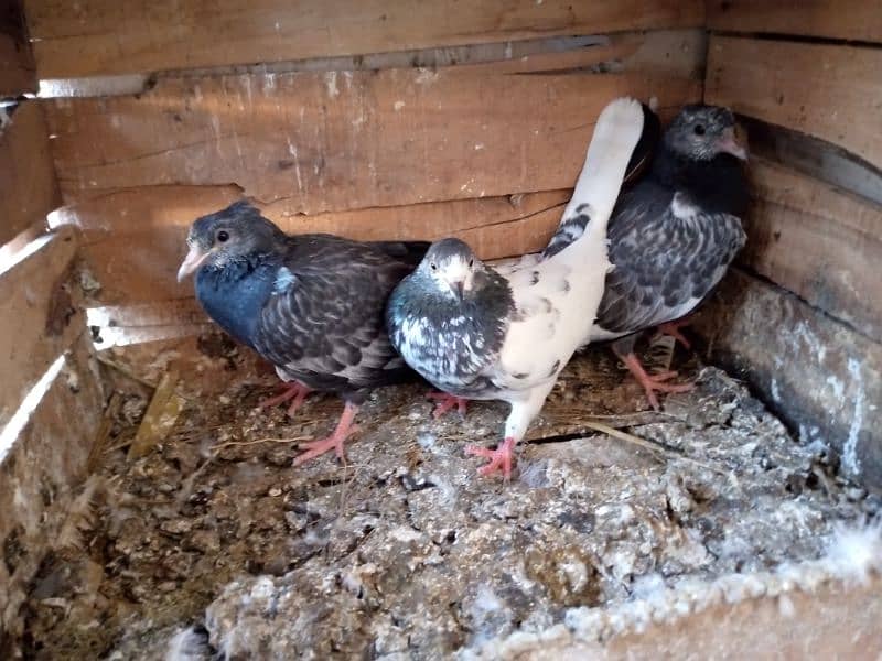 Famous pigeon's breeds 3