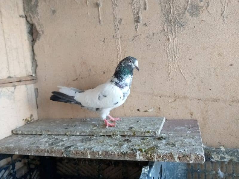 Famous pigeon's breeds 4