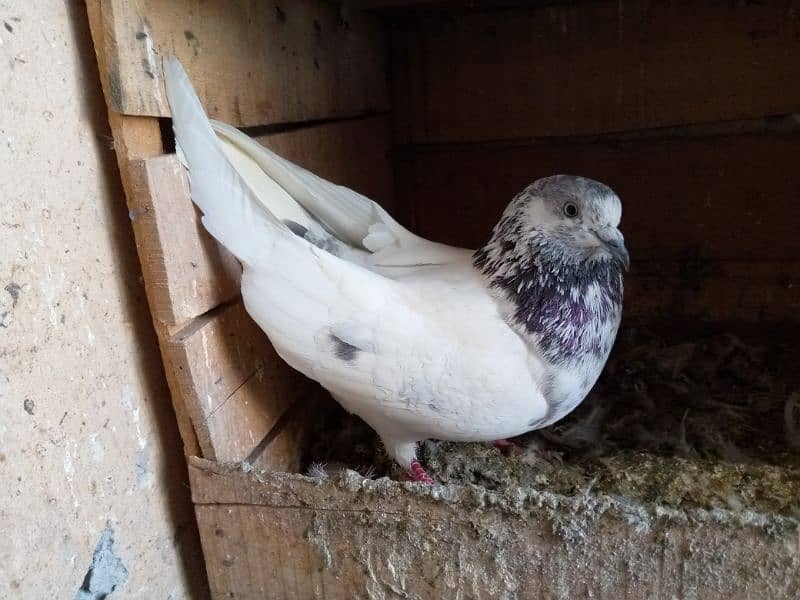 Famous pigeon's breeds 5