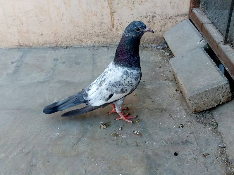 Famous pigeon's breeds 8