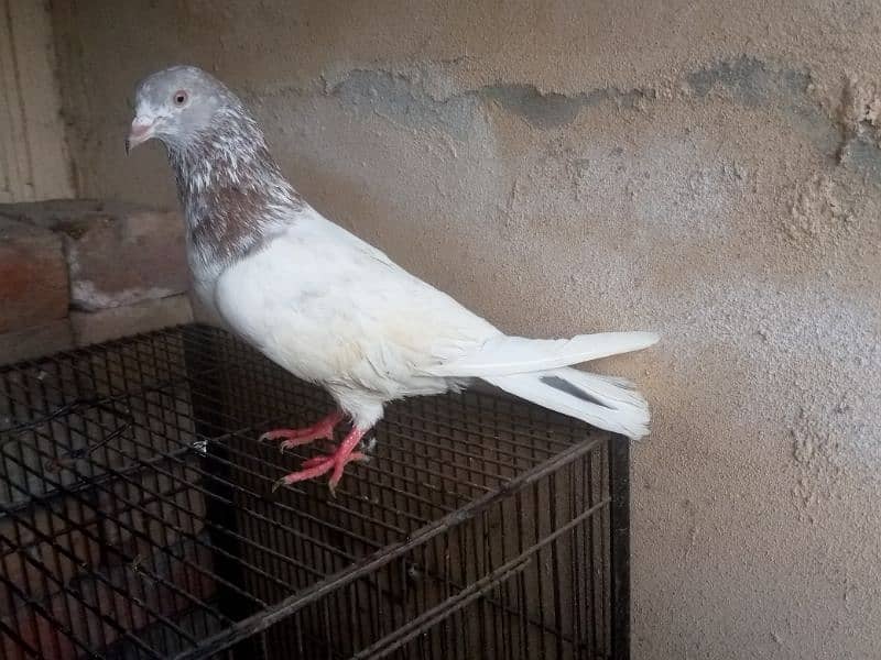 Famous pigeon's breeds 9