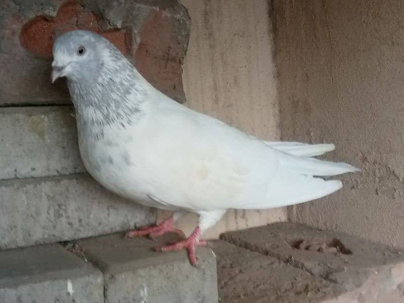 Famous pigeon's breeds 11