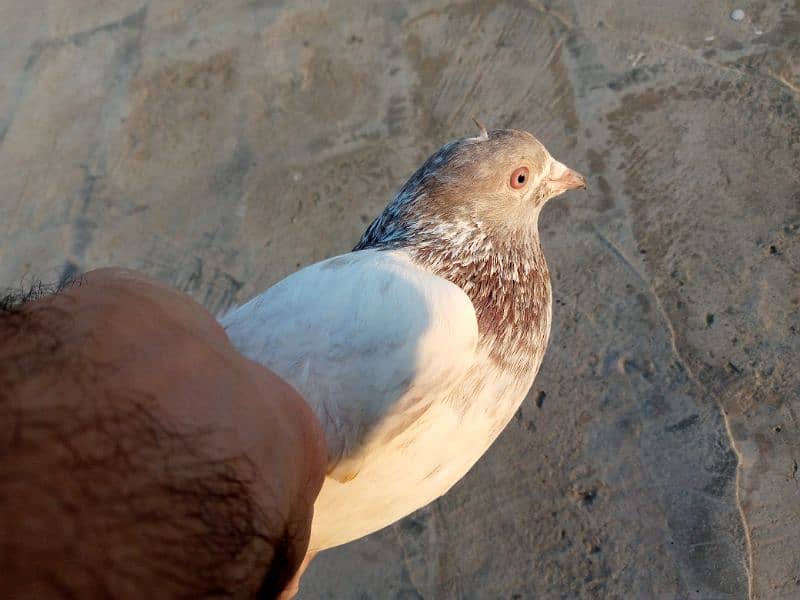 Famous pigeon's breeds 12