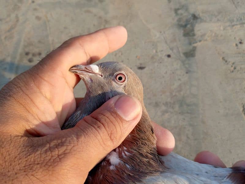 Famous pigeon's breeds 14