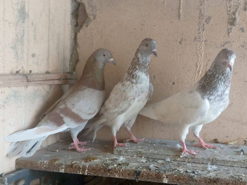 Famous pigeon's breeds 17