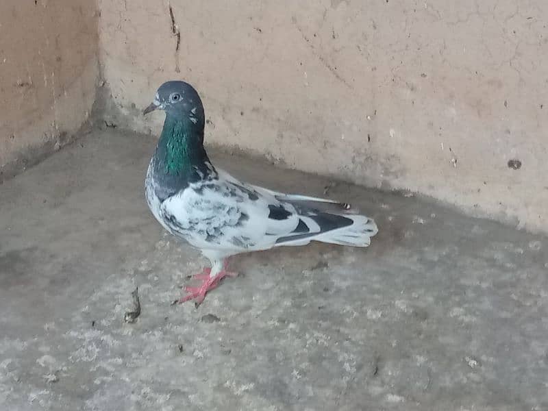 Famous pigeon's breeds 18