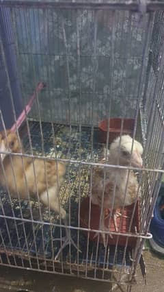 2 chicks of hen, (Aseel)