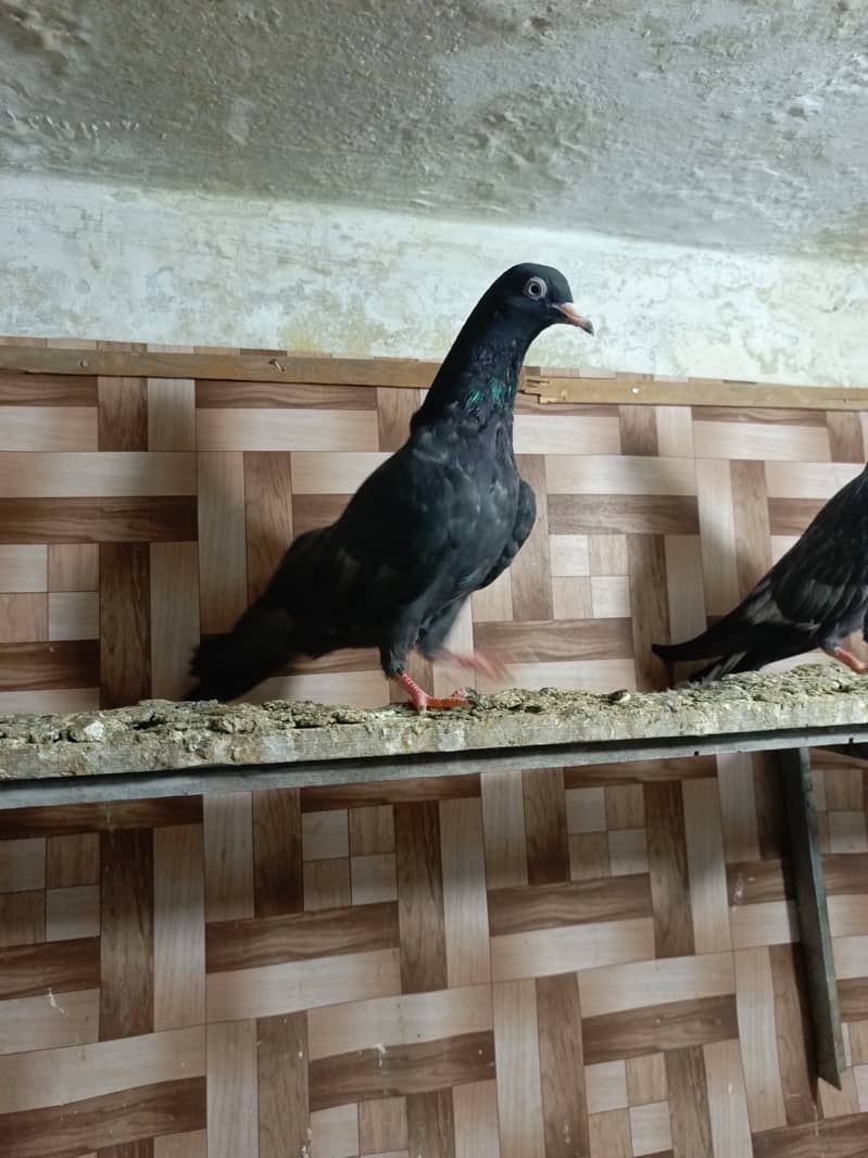 Teddy pigeon babies 2