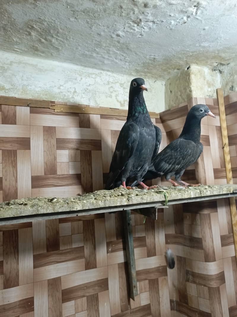 Teddy pigeon babies 3