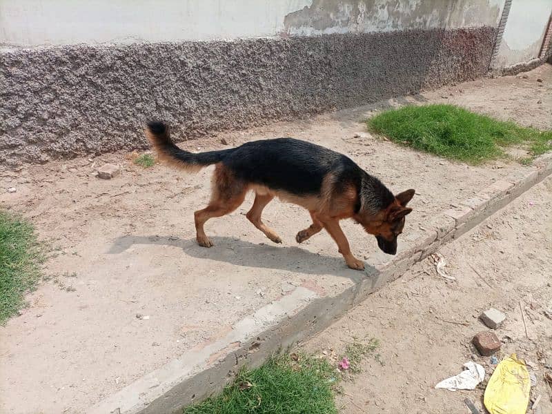 Cute German Shepherd pure breed 3