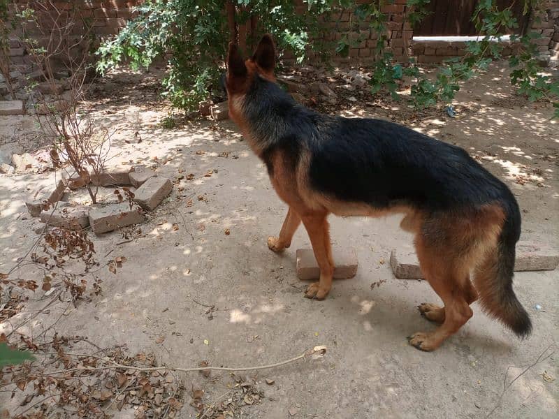 Cute German Shepherd pure breed 4