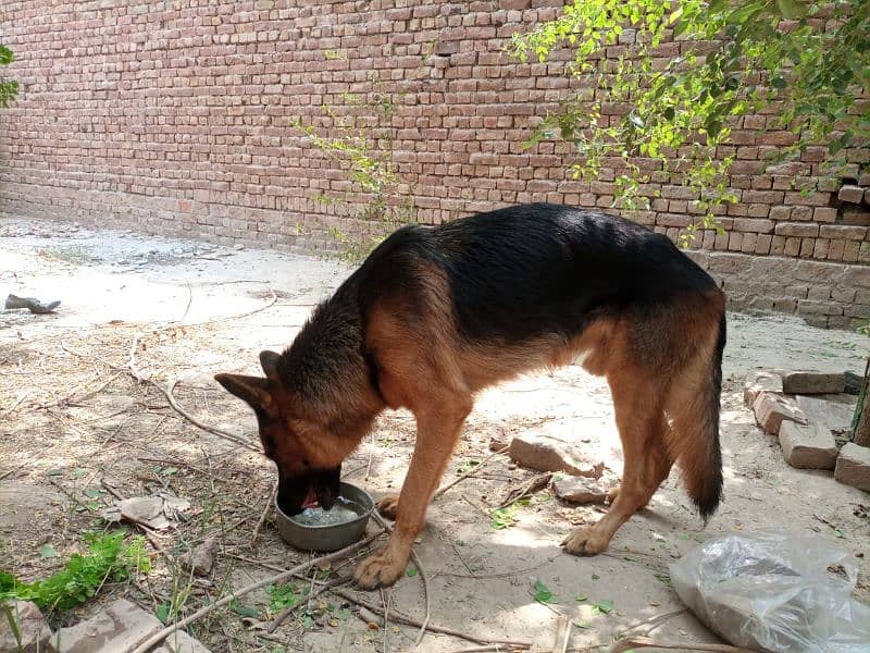 Cute German Shepherd pure breed 5