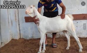 Goat / Bakri / Desi /gulabi  goats /white desi / بکری  / Ghaban goat