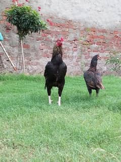 Aseel Murga rooster Hen