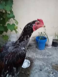 2 Rooster 1 Hen is up for sale