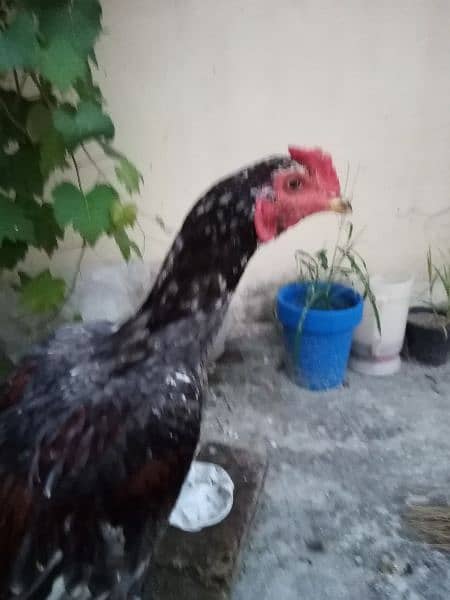 2 Rooster 1 Hen is up for sale 0