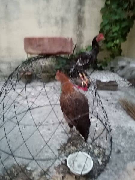 2 Rooster 1 Hen is up for sale 3