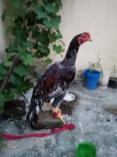 2 Rooster 1 Hen is up for sale 4