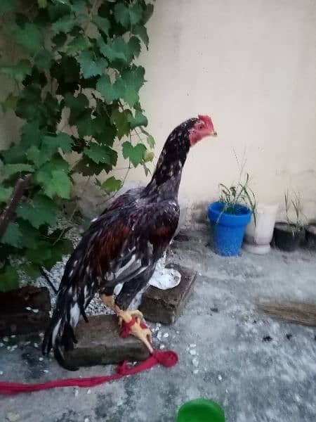 2 Rooster 1 Hen is up for sale 5