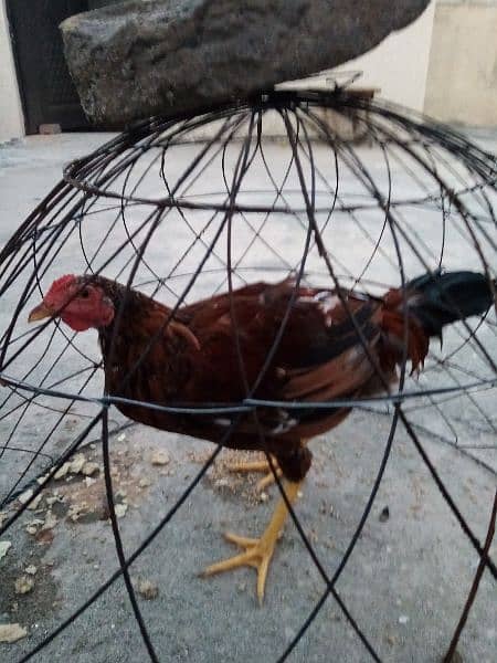 2 Rooster 1 Hen is up for sale 6