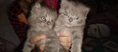 persion cat pair for sale