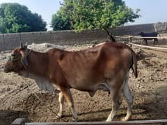 sahiwal cow for sale ha 03238674040