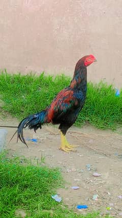 Aseel murga for sale high quality home breed