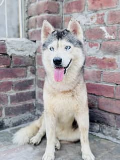 Siberian husky female available