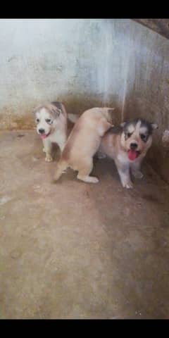 Siberian husky pups odd n blue eyes