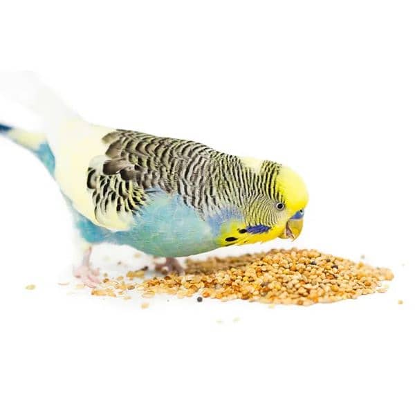 birds food parrot hen feed available wholesale price 1