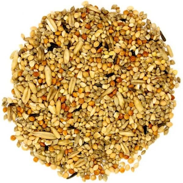 birds food parrot hen feed available wholesale price 2