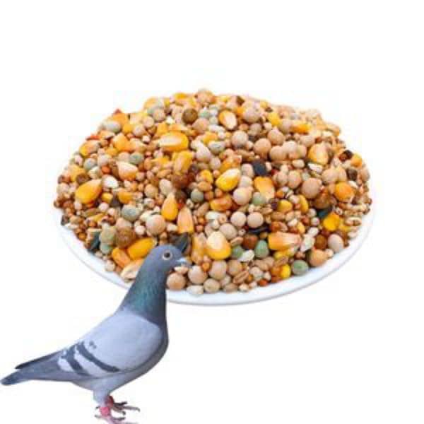 birds food parrot hen feed available wholesale price 5