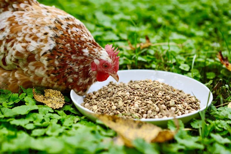 birds food parrot hen feed available wholesale price 6