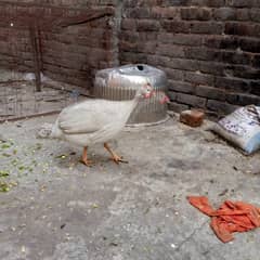 Guinea fowl breeder 1+ 3 set available 03350661457